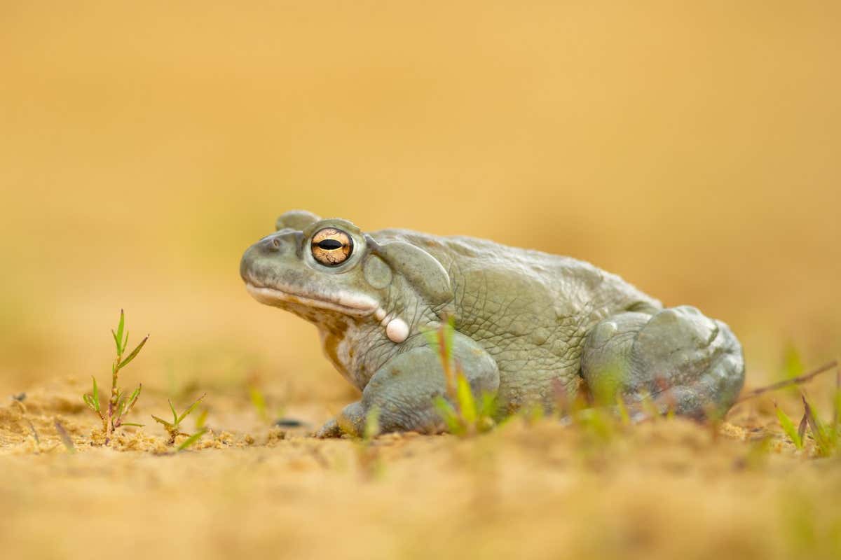 The Colorado River toad Incilius alvarius also known as the Sonoran Desert toad is found in northern Mexico and the southwestern United States Shutterstock ID 2010679238 purchase order job client other
